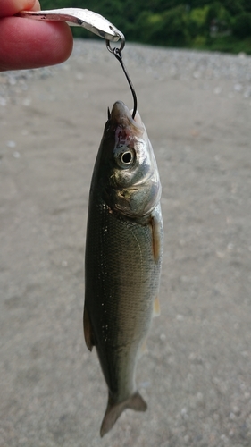 ウグイの釣果