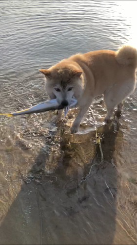 イナダの釣果