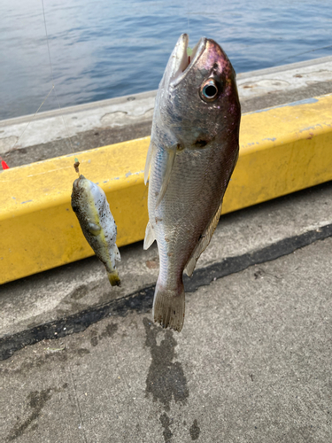 イシモチの釣果