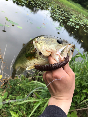 ブラックバスの釣果