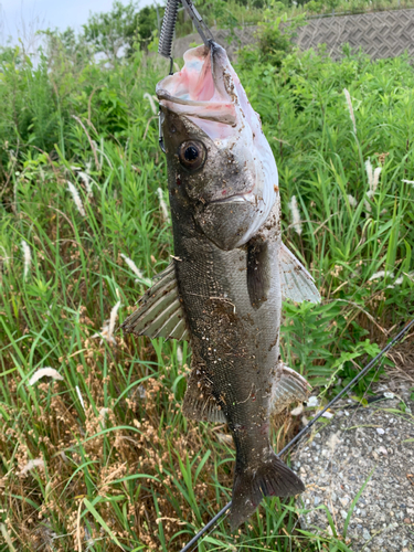 セイゴ（マルスズキ）の釣果