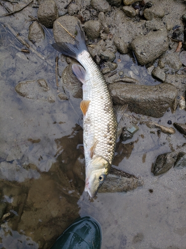 ニゴイの釣果