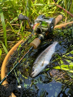 ヤマメの釣果