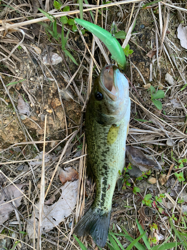 ラージマウスバスの釣果