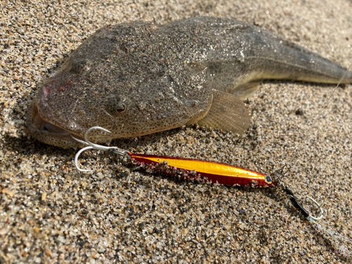 マゴチの釣果