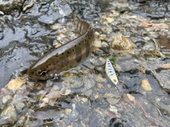 アマゴの釣果