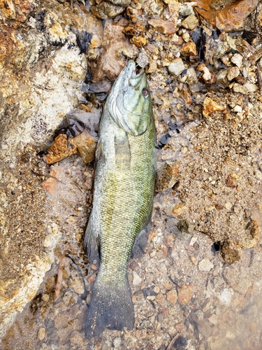 スモールマウスバスの釣果