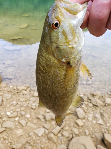 スモールマウスバスの釣果