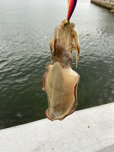 コウイカの釣果