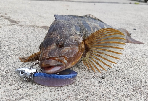 アブラコの釣果