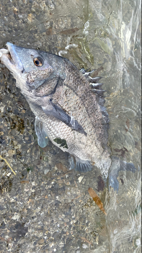 クロダイの釣果