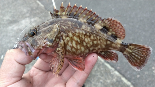 カサゴの釣果