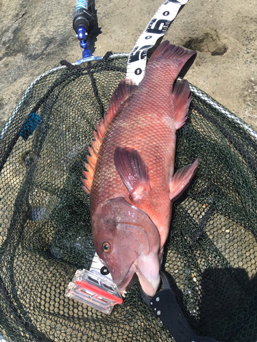 カンダイの釣果