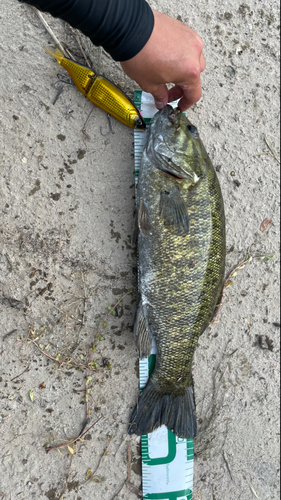 スモールマウスバスの釣果