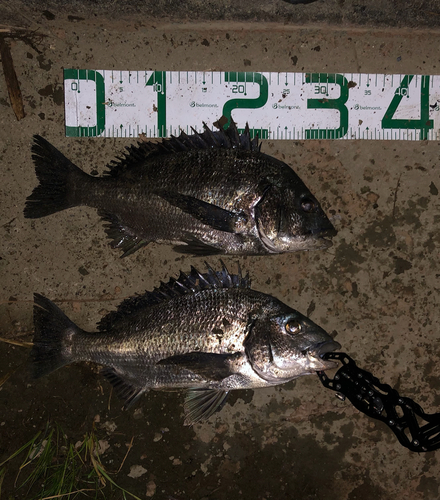 クロダイの釣果