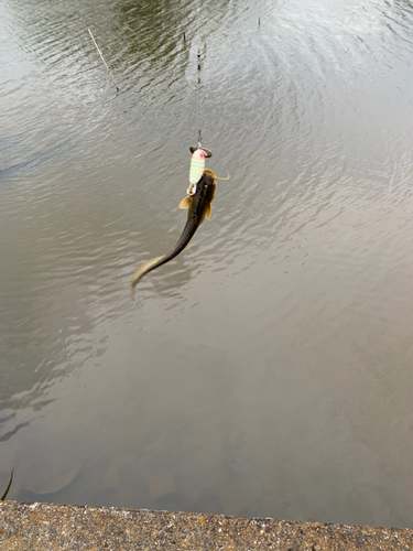 ナマズの釣果