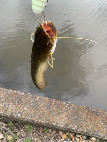 ナマズの釣果