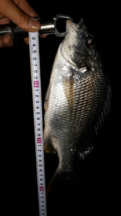 キビレの釣果