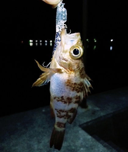 メバルの釣果