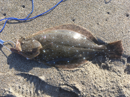 ヒラメの釣果