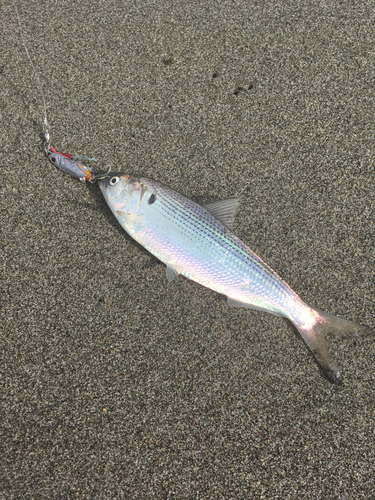 コノシロの釣果