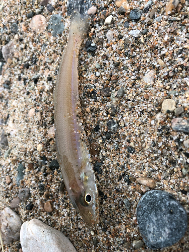 キスの釣果