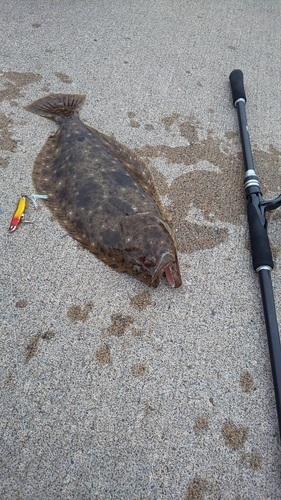 ヒラメの釣果