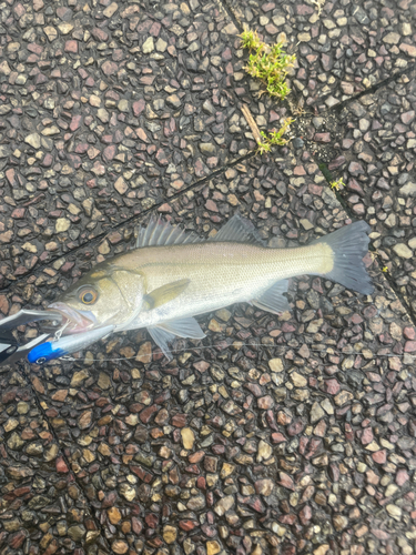 ハネ（マルスズキ）の釣果