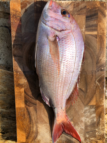 マダイの釣果