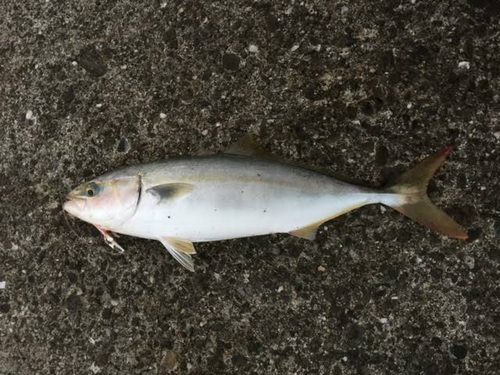 ハマチの釣果