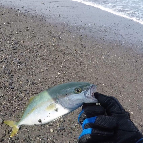 ワカシの釣果