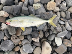 ワカシの釣果
