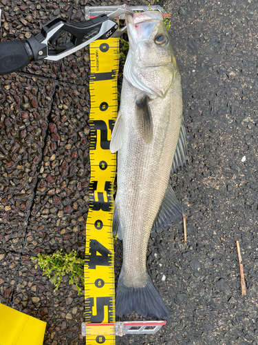 セイゴ（マルスズキ）の釣果