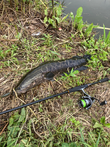 ライギョの釣果