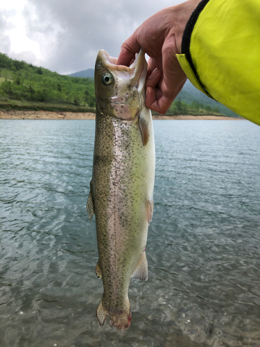 ニジマスの釣果