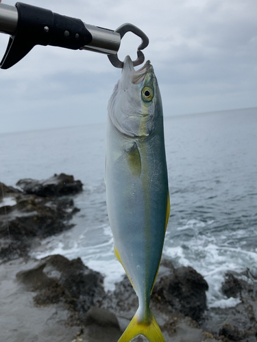 ワカシの釣果