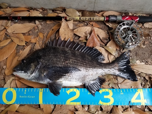 クロダイの釣果