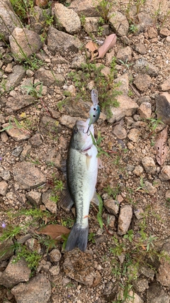 ブラックバスの釣果