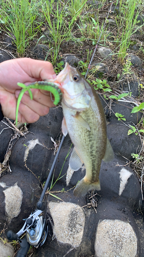 ブラックバスの釣果