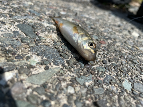 ウグイの釣果