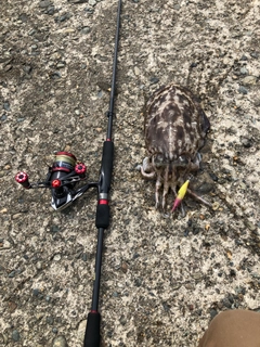 コウイカの釣果