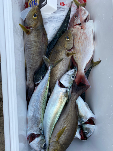 イサキの釣果