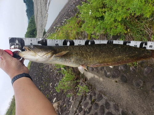 ナマズの釣果