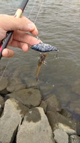 ハゼの釣果