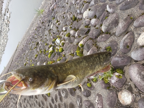 ナマズの釣果