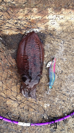 コウイカの釣果