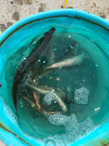 イワシの釣果