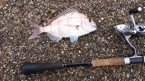 チャリコの釣果