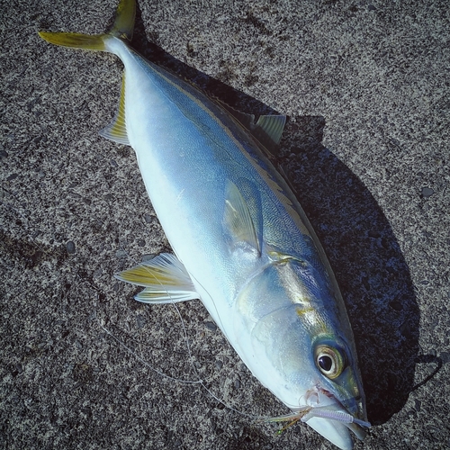 イナダの釣果