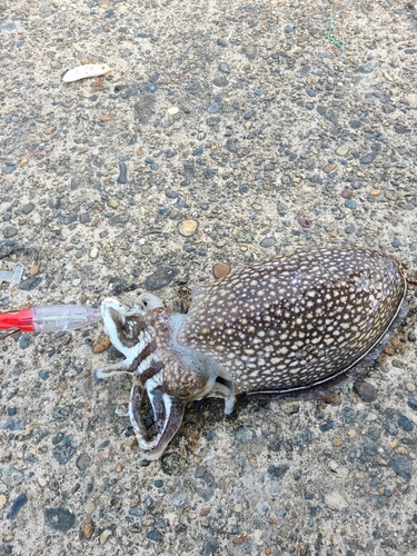 シリヤケイカの釣果